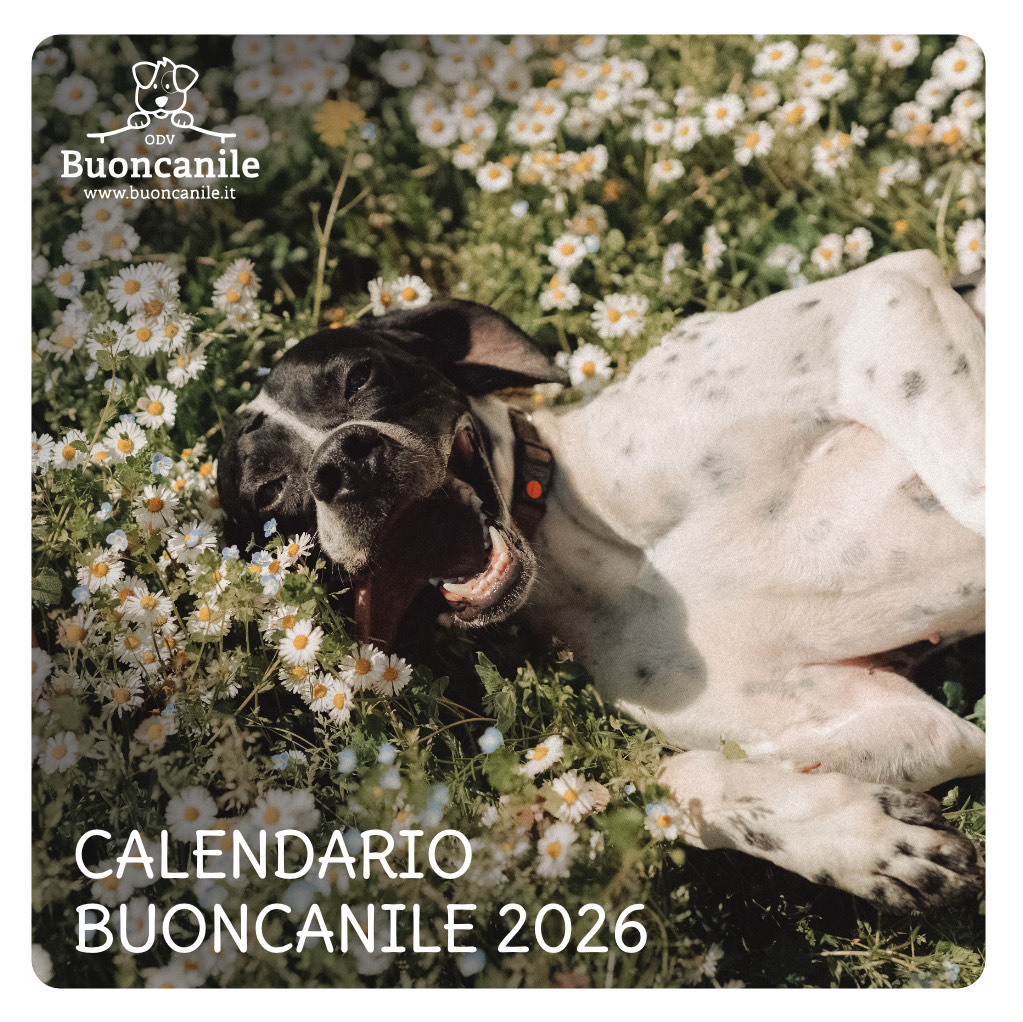 Calendario Buoncanile 2026
